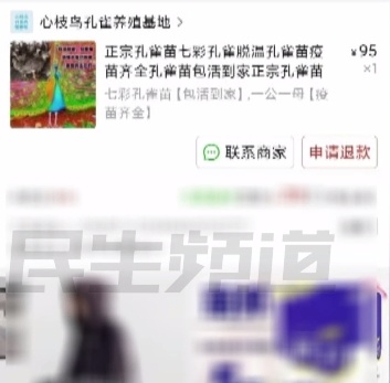 离谱！男子网购“七彩孔雀”，结果养着养着......