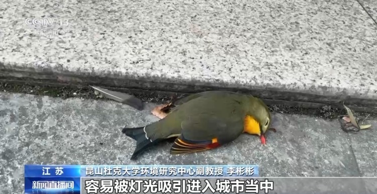 城市玻璃幕墙居然成了“鸟类杀手”? 城市玻璃幕墙居然成了“鸟类杀手”?