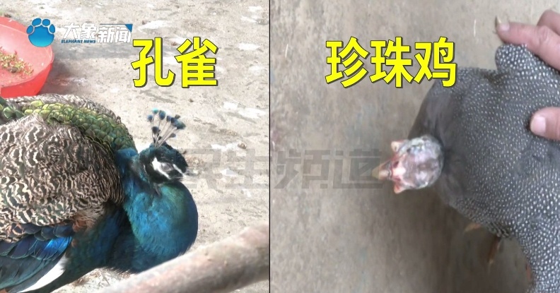 离谱！男子网购“七彩孔雀”，结果养着养着......