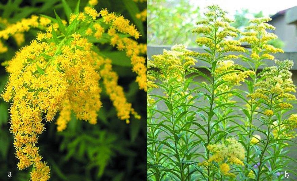 又双叒叕见“霸王花”!这家伙怎么除不尽灭不绝呢? 又双叒叕见“霸王花”!这家伙怎么除不尽灭不绝呢?