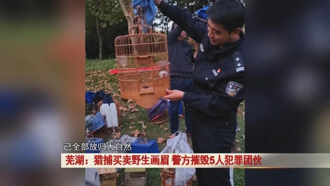 猎捕买卖野生画眉鸟，涉案几十万！民警：抓！
