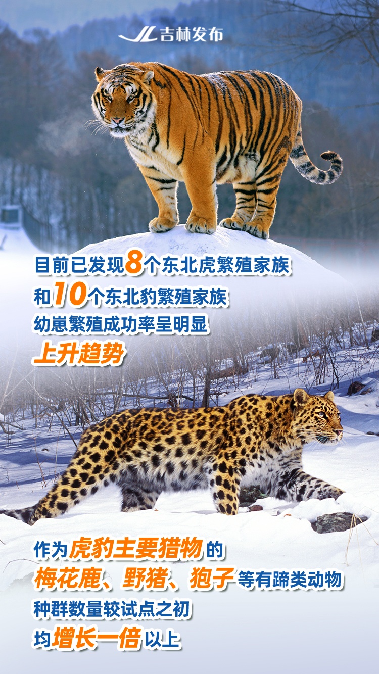 虎与豹，成为吉林“野生”朋友圈封面