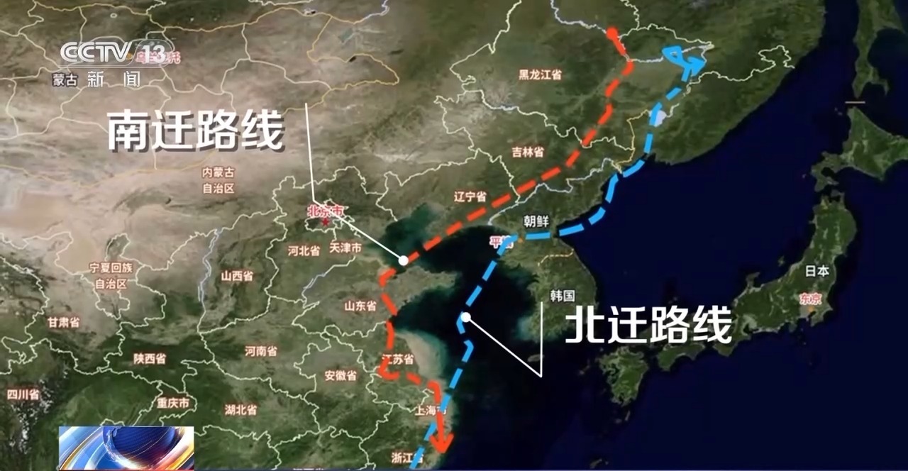 泉州湾成候鸟天堂 卫星追踪下揭秘候鸟迁徙奥秘→