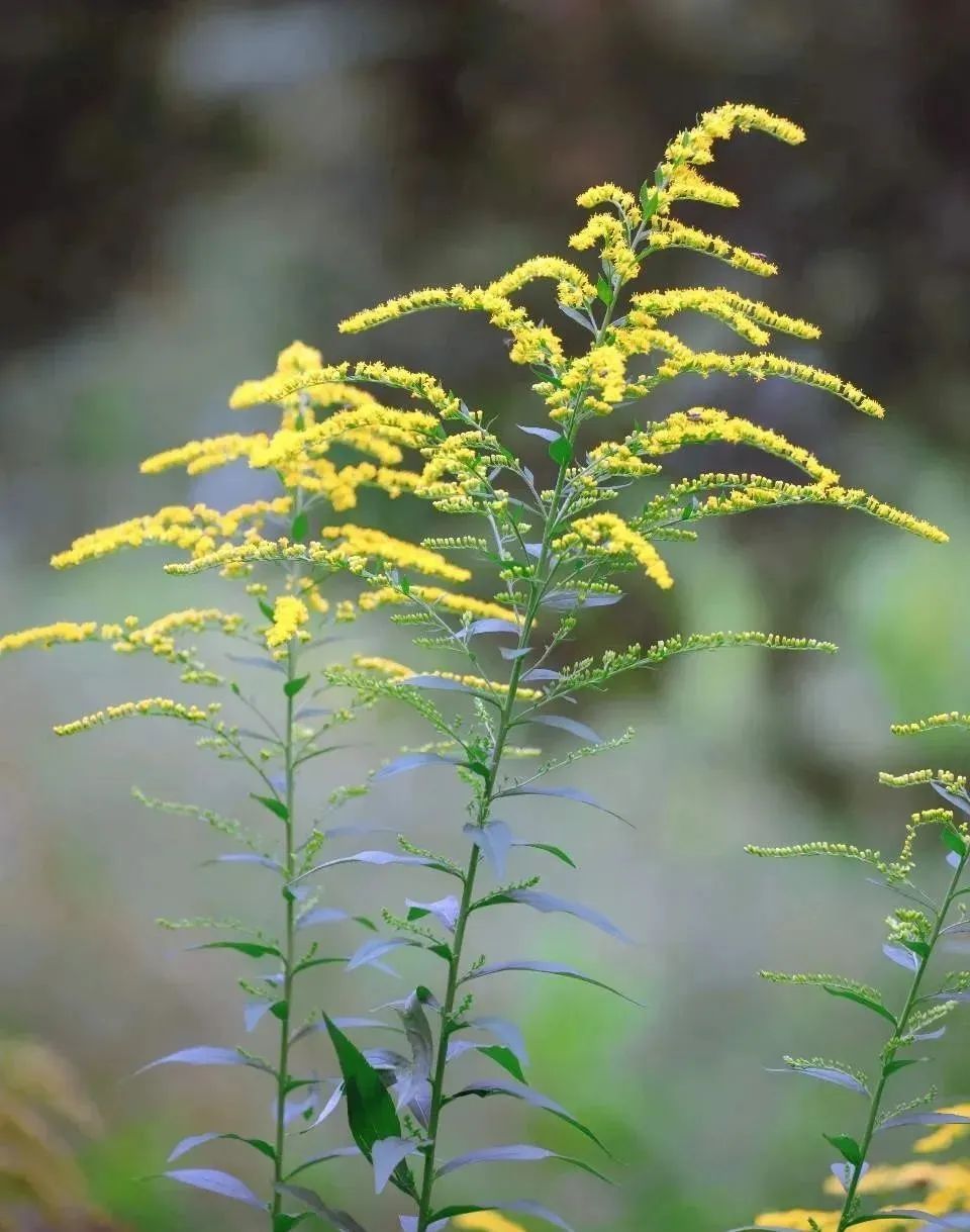 又双叒叕见“霸王花”!这家伙怎么除不尽灭不绝呢? 又双叒叕见“霸王花”!这家伙怎么除不尽灭不绝呢?