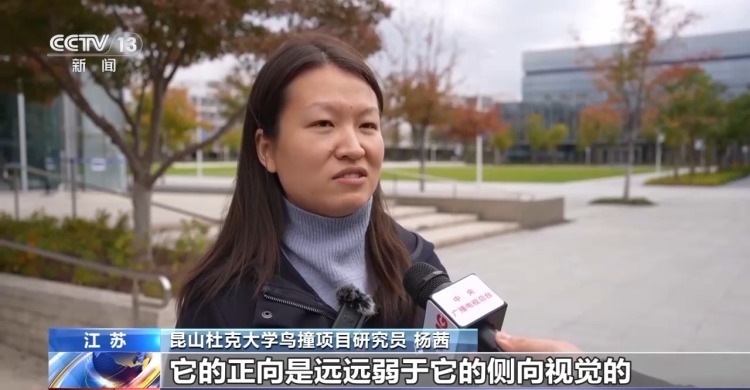 城市玻璃幕墙居然成了“鸟类杀手”? 城市玻璃幕墙居然成了“鸟类杀手”?