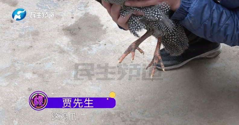 离谱！男子网购“七彩孔雀”，结果养着养着......