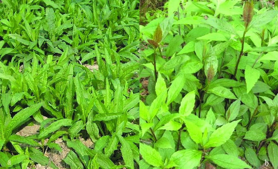 又双叒叕见“霸王花”!这家伙怎么除不尽灭不绝呢? 又双叒叕见“霸王花”!这家伙怎么除不尽灭不绝呢?