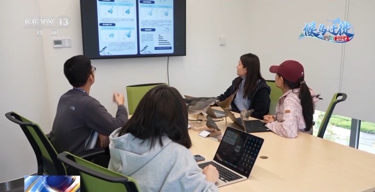 城市玻璃幕墙居然成了“鸟类杀手”? 城市玻璃幕墙居然成了“鸟类杀手”?