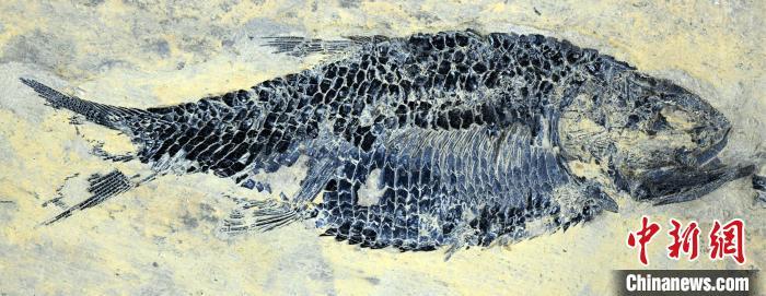 三叠纪大灭绝后陆地生态如何复苏？1.9亿年前“渝州生物群”揭秘