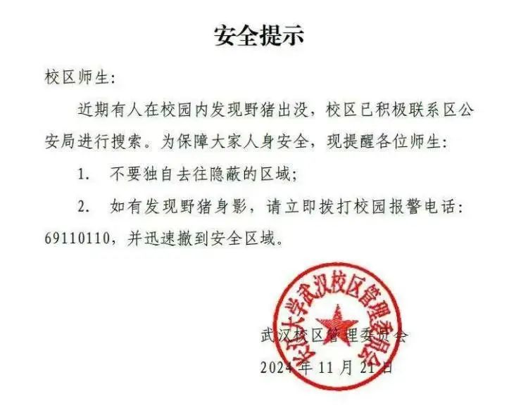 野猪在武汉一高校横冲直撞,警方正在扩大搜捕范围 野猪在武汉一高校横冲直撞,警方正在扩大搜捕范围
