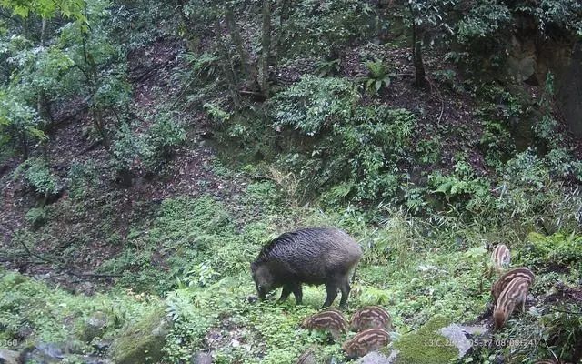 “攻击力极强”,已确认!当场击毙 “攻击力极强”,已确认!当场击毙