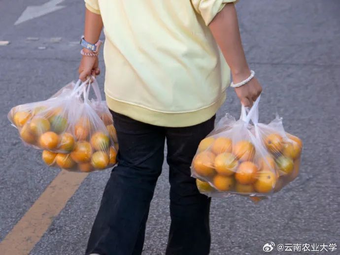 200多吨橙子免费发！云南略微出手，馋哭全国网友！