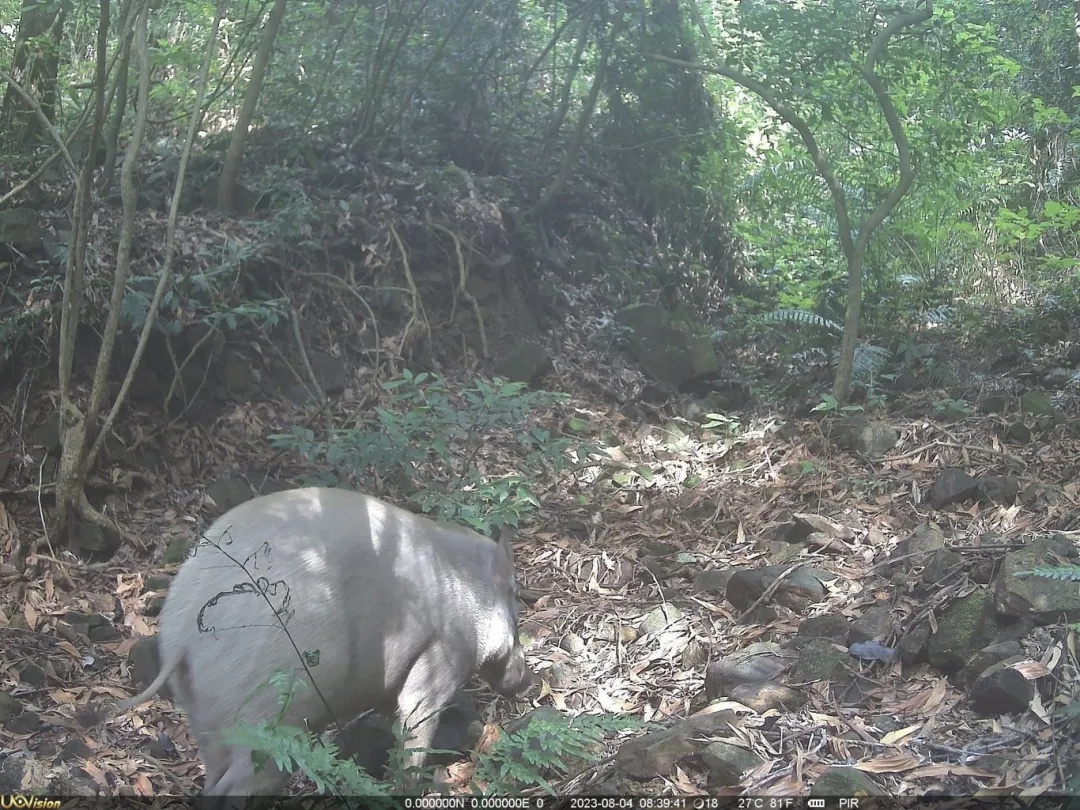 “攻击力极强”,已确认!当场击毙 “攻击力极强”,已确认!当场击毙