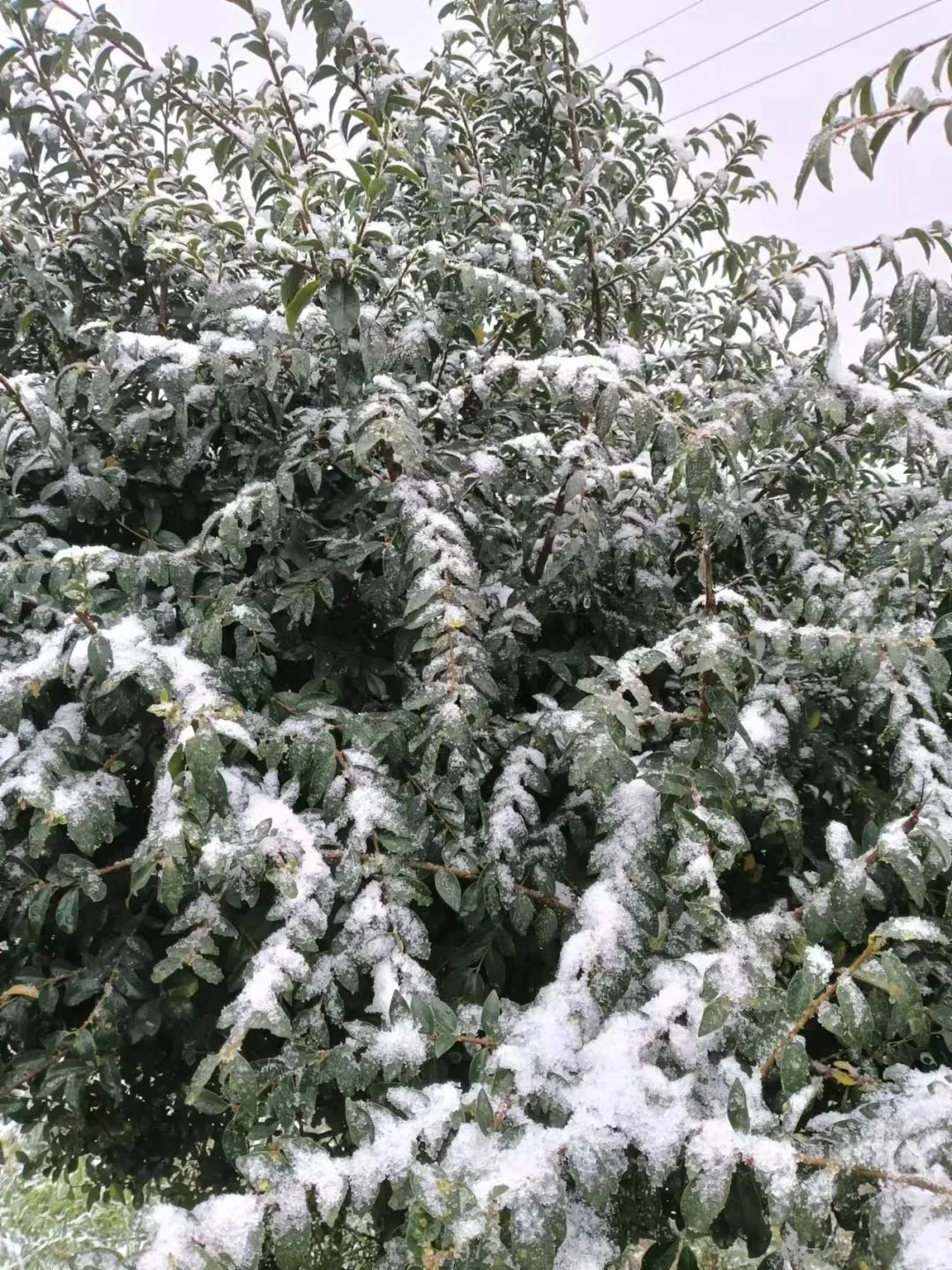 今日小雪！贵州下雪啦！