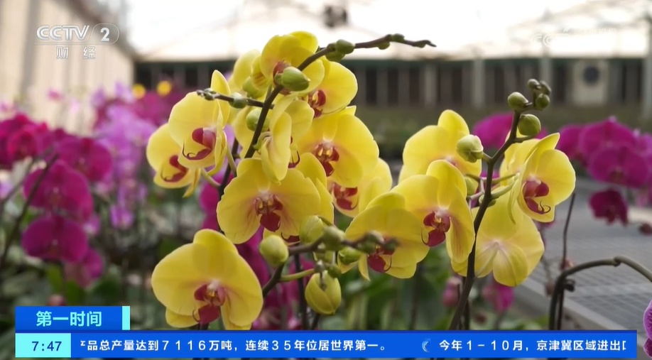 云南嵩明:年宵花蝴蝶兰进入集中备货阶段 云南嵩明:年宵花蝴蝶兰进入集中备货阶段