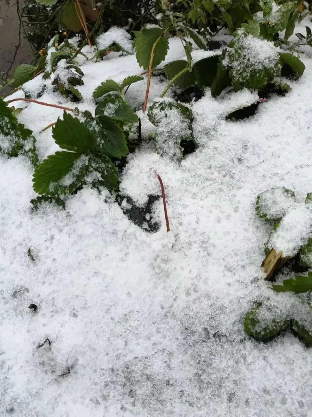 今日小雪！贵州下雪啦！