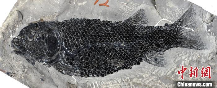 三叠纪大灭绝后陆地生态如何复苏？1.9亿年前“渝州生物群”揭秘