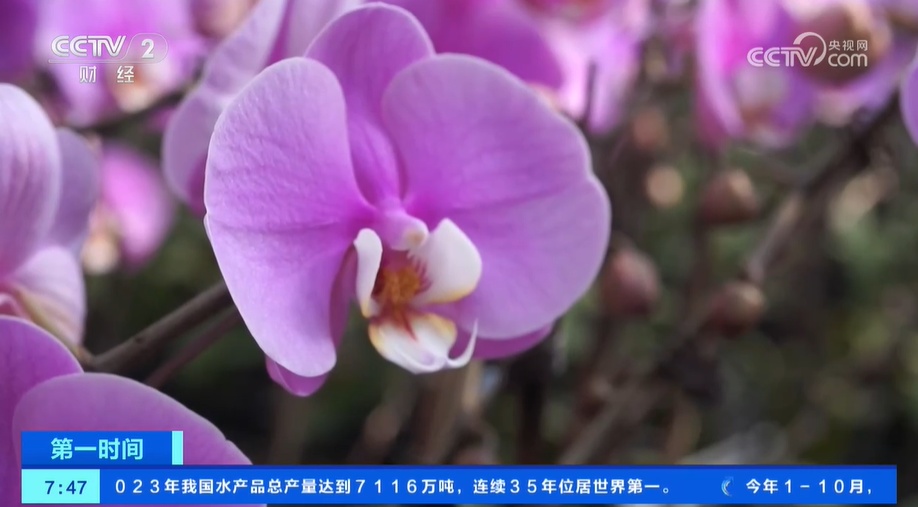 云南嵩明:年宵花蝴蝶兰进入集中备货阶段 云南嵩明:年宵花蝴蝶兰进入集中备货阶段