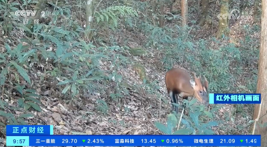 黑颈鹤“拖家带口”来到越冬栖息地 数量更多了 更多珍贵动物影像被发现