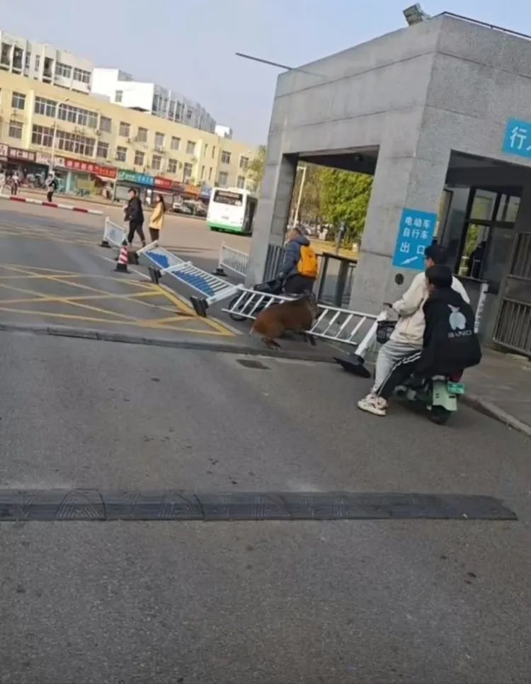 野猪在武汉一高校横冲直撞,警方正在扩大搜捕范围 野猪在武汉一高校横冲直撞,警方正在扩大搜捕范围