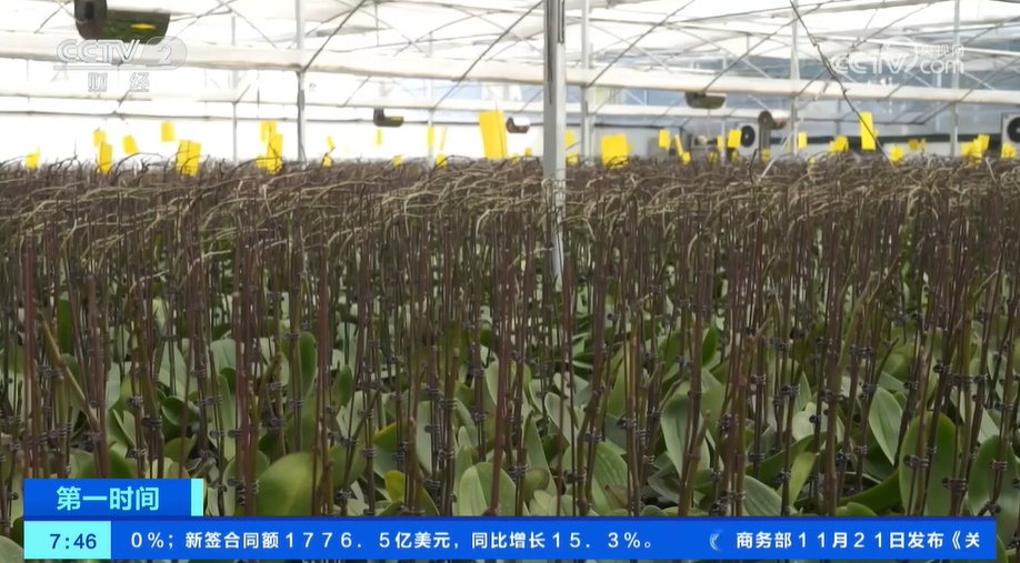 云南嵩明:年宵花蝴蝶兰进入集中备货阶段 云南嵩明:年宵花蝴蝶兰进入集中备货阶段