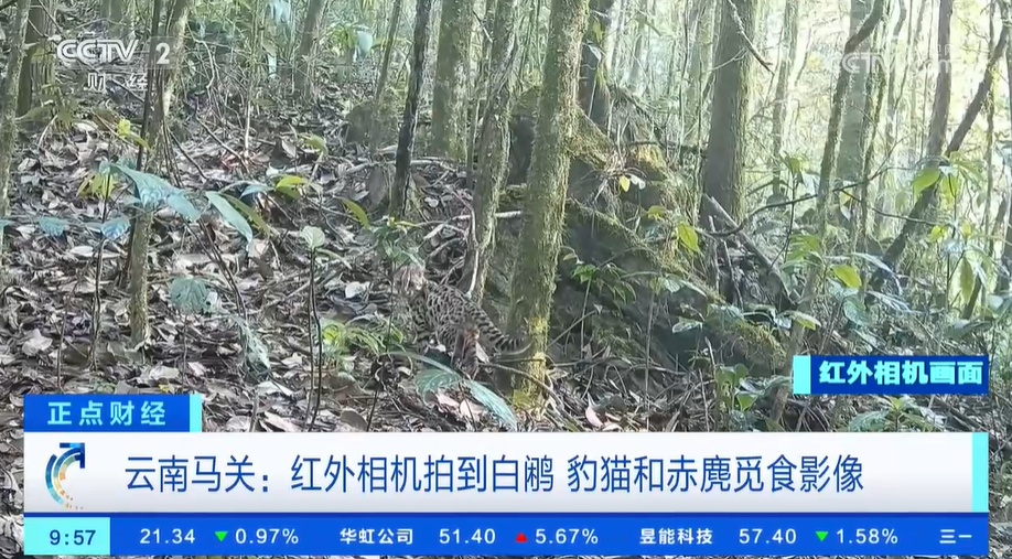 黑颈鹤“拖家带口”来到越冬栖息地 数量更多了 更多珍贵动物影像被发现