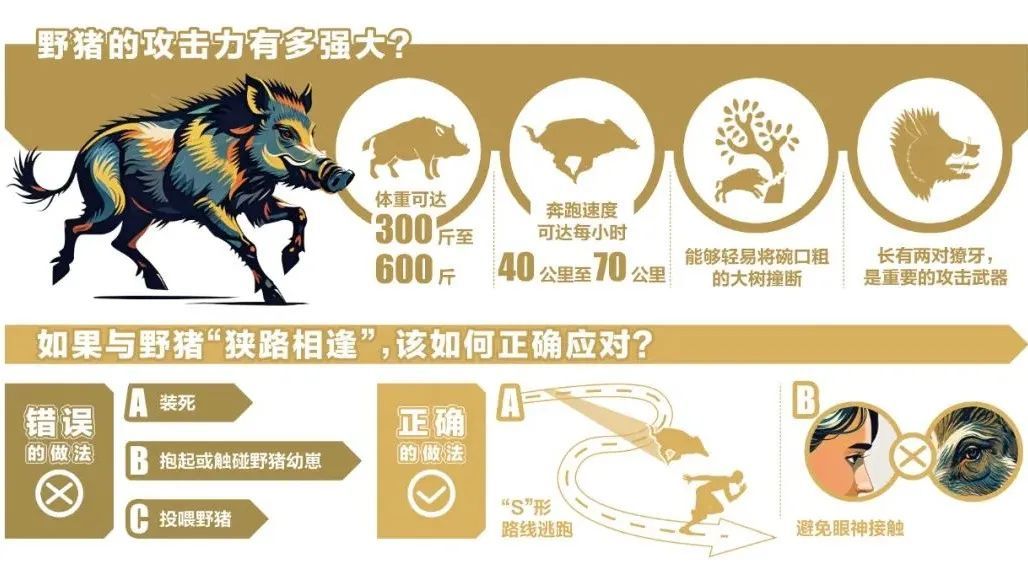 “攻击力极强”,已确认!当场击毙 “攻击力极强”,已确认!当场击毙