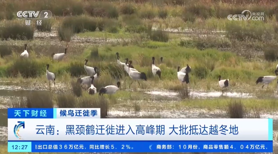 黑颈鹤“拖家带口”来到越冬栖息地 数量更多了 更多珍贵动物影像被发现