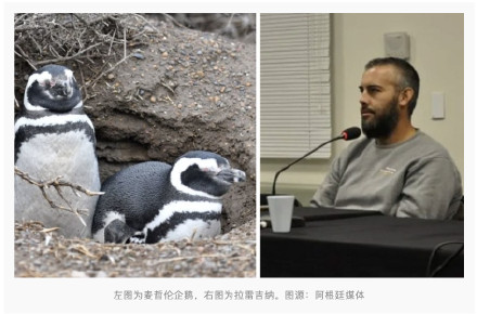 破坏企鹅巢穴并杀害百余只企鹅幼鸟，阿根廷一农民被判3年监禁