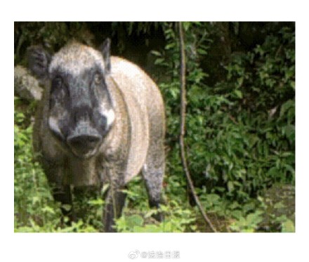 辽宁鞍山居民区发现野猪已被击毙 辽宁鞍山居民区发现野猪已被击毙