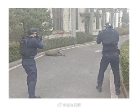 辽宁鞍山居民区发现野猪已被击毙 辽宁鞍山居民区发现野猪已被击毙