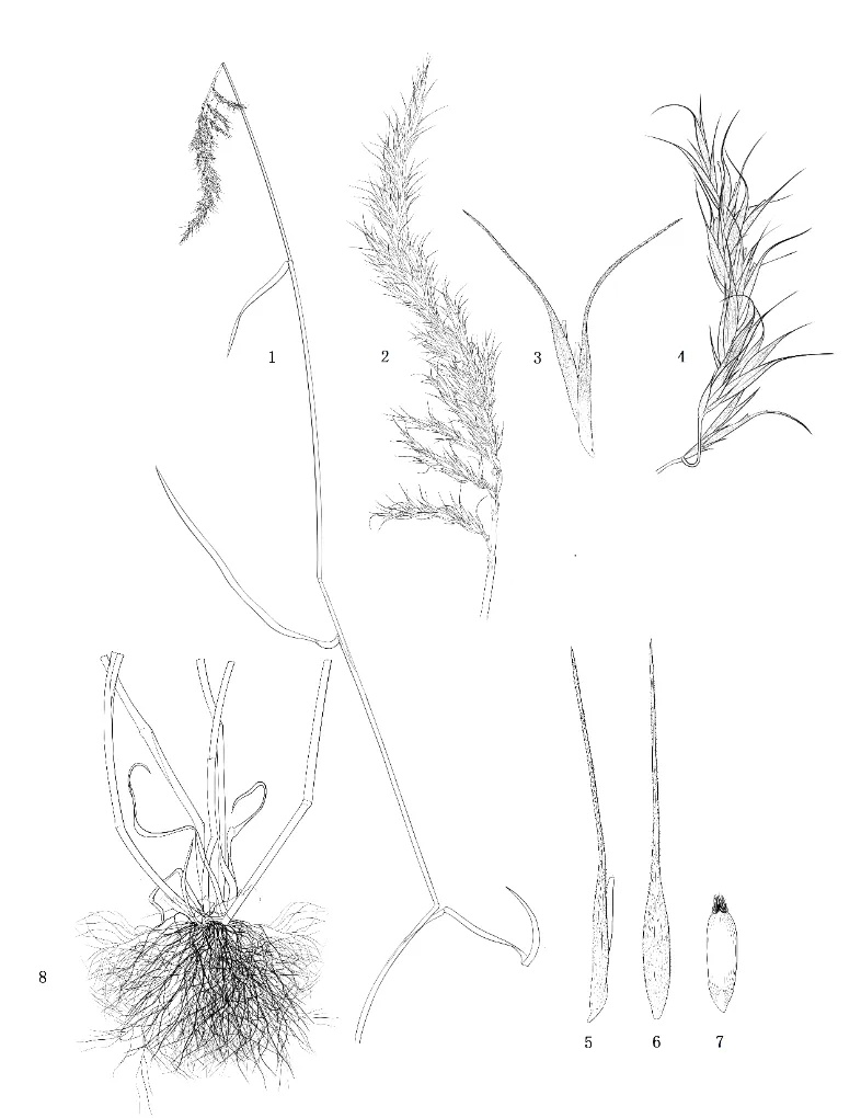 青海发现一新物种 青海发现一新物种