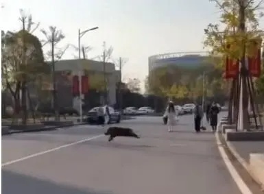 警方确认：当场击毙！