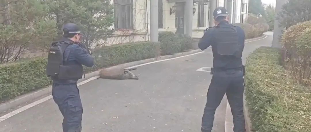 警方确认：当场击毙！