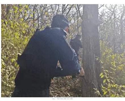 辽宁鞍山居民区发现野猪已被击毙 辽宁鞍山居民区发现野猪已被击毙