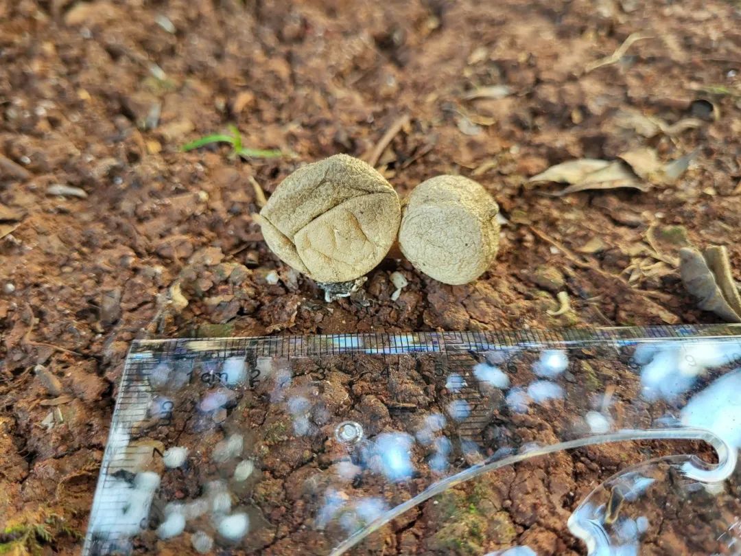 形似星星，云南大理发现真菌新物种