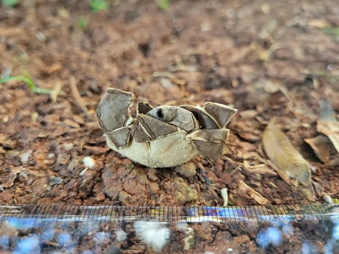 云南大理发现“新星”！