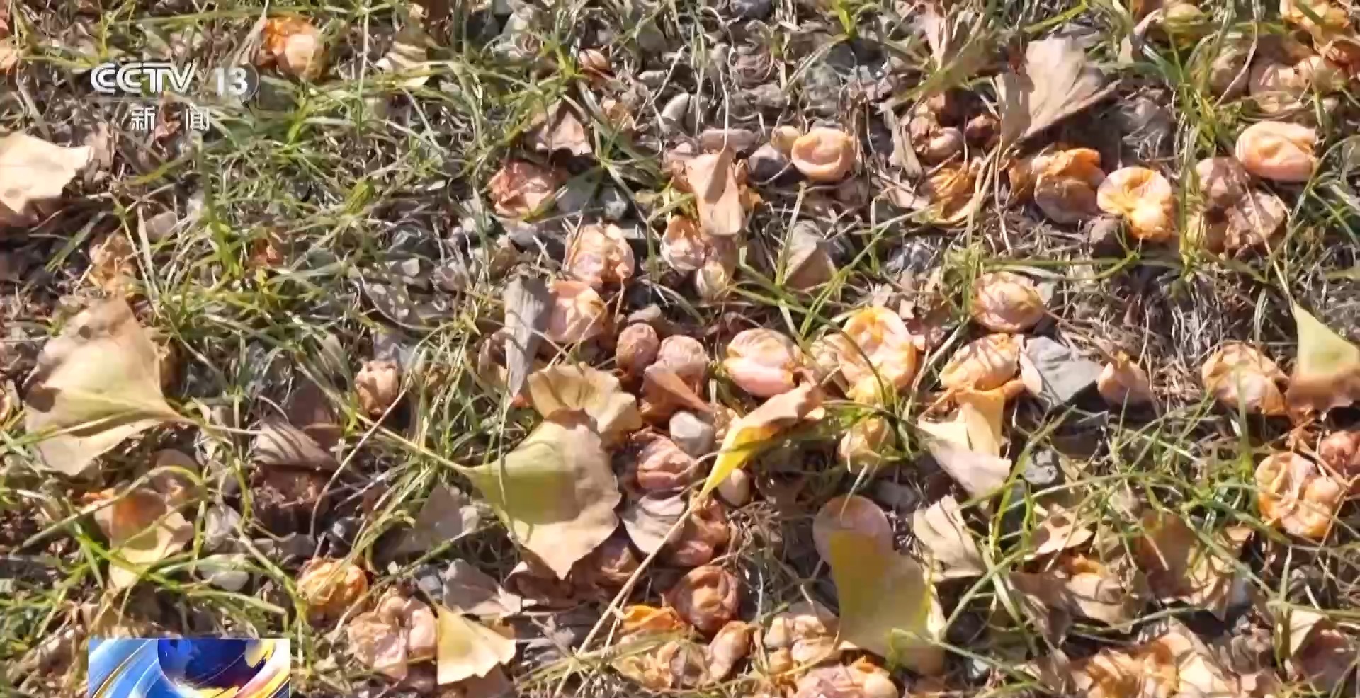 为何银杏美丽味难闻?臭的原因找到了 为何银杏美丽味难闻?臭的原因找到了