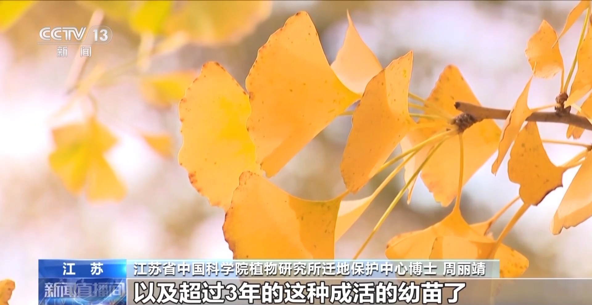 为何银杏美丽味难闻?臭的原因找到了 为何银杏美丽味难闻?臭的原因找到了