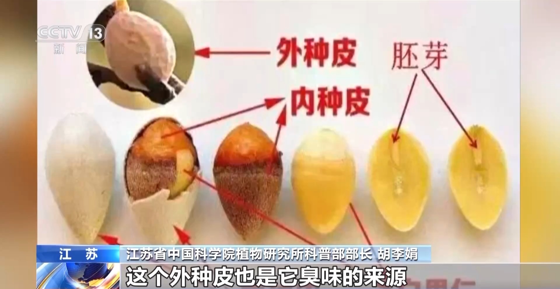 为何银杏美丽味难闻?臭的原因找到了 为何银杏美丽味难闻?臭的原因找到了