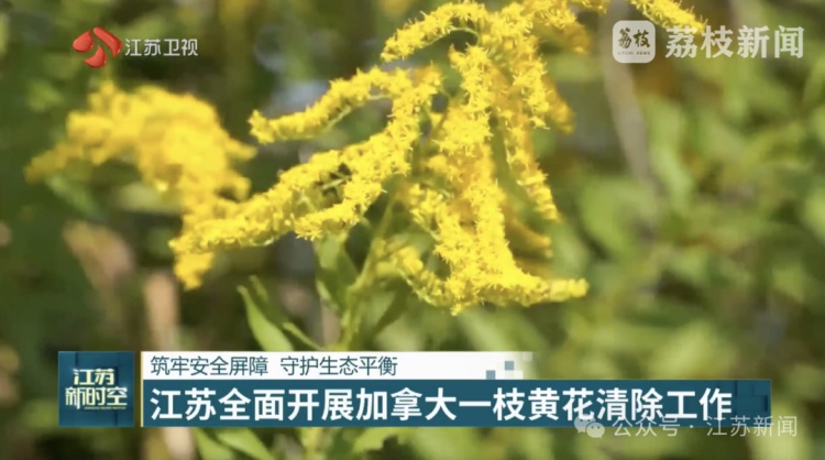 江苏已除治4.4万亩！看到立即上报，千万别碰