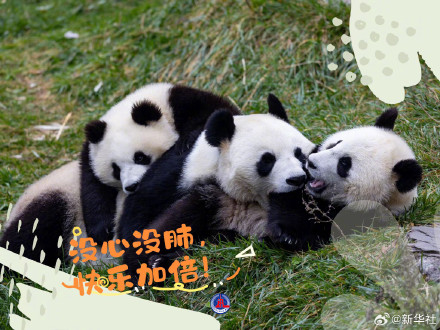 拿走不谢！大熊猫超治愈甜美祝福壁纸