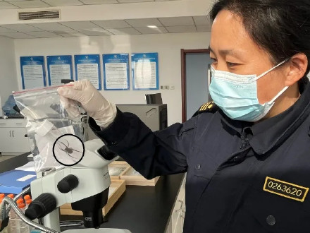 海关截获1只活体毒蜘蛛黑寡妇 海关截获1只活体毒蜘蛛黑寡妇