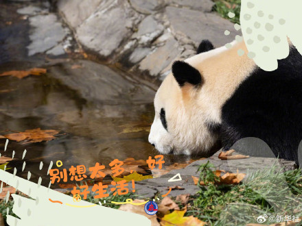 拿走不谢！大熊猫超治愈甜美祝福壁纸