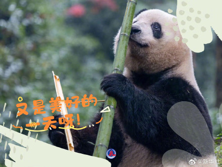 拿走不谢！大熊猫超治愈甜美祝福壁纸