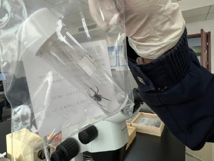 海关截获1只活体毒蜘蛛黑寡妇 海关截获1只活体毒蜘蛛黑寡妇