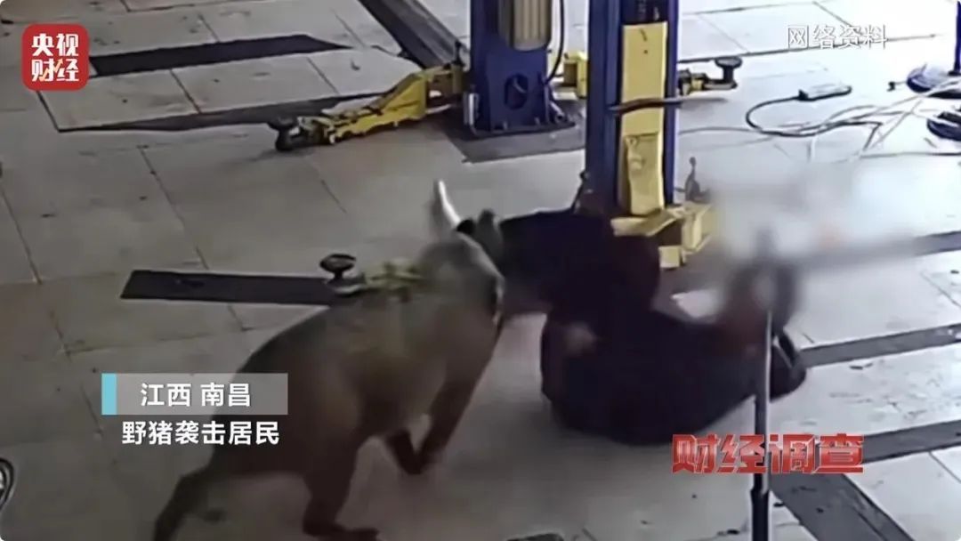 野猪突闯民宅咬死老人,三条狗也没挡住!“杀人野猪”还在搜捕中 野猪突闯民宅咬死老人,三条狗也没挡住!“杀人野猪”还在搜捕中