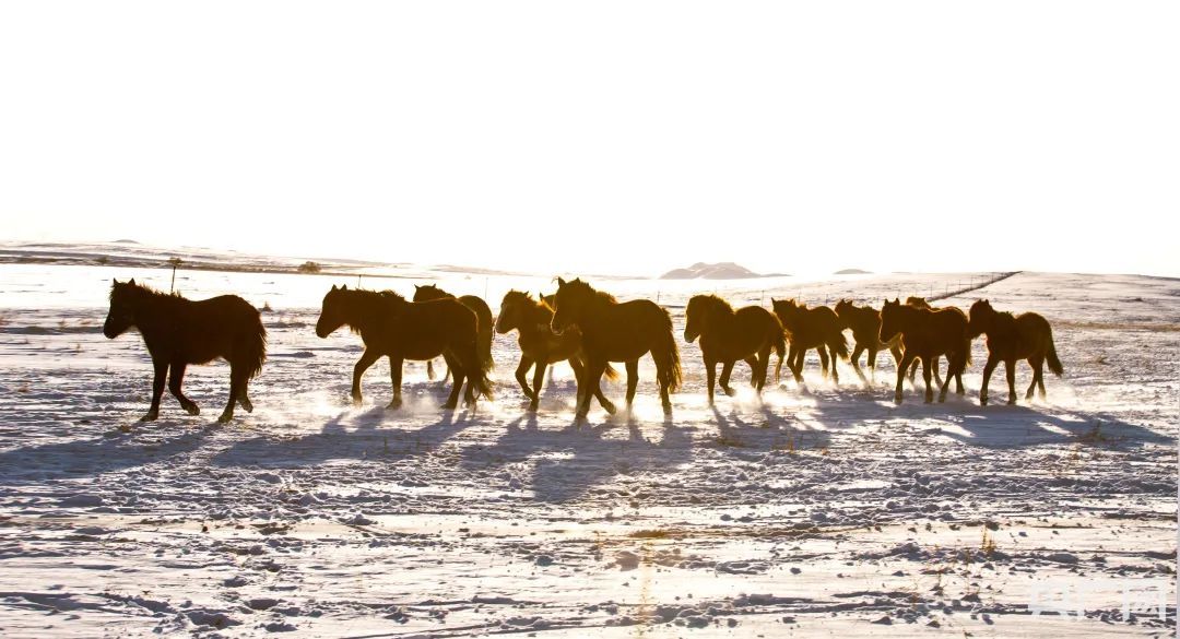 寒潮威力显现！多图直击北方降雪现场→