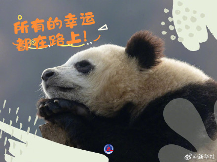 拿走不谢！大熊猫超治愈甜美祝福壁纸