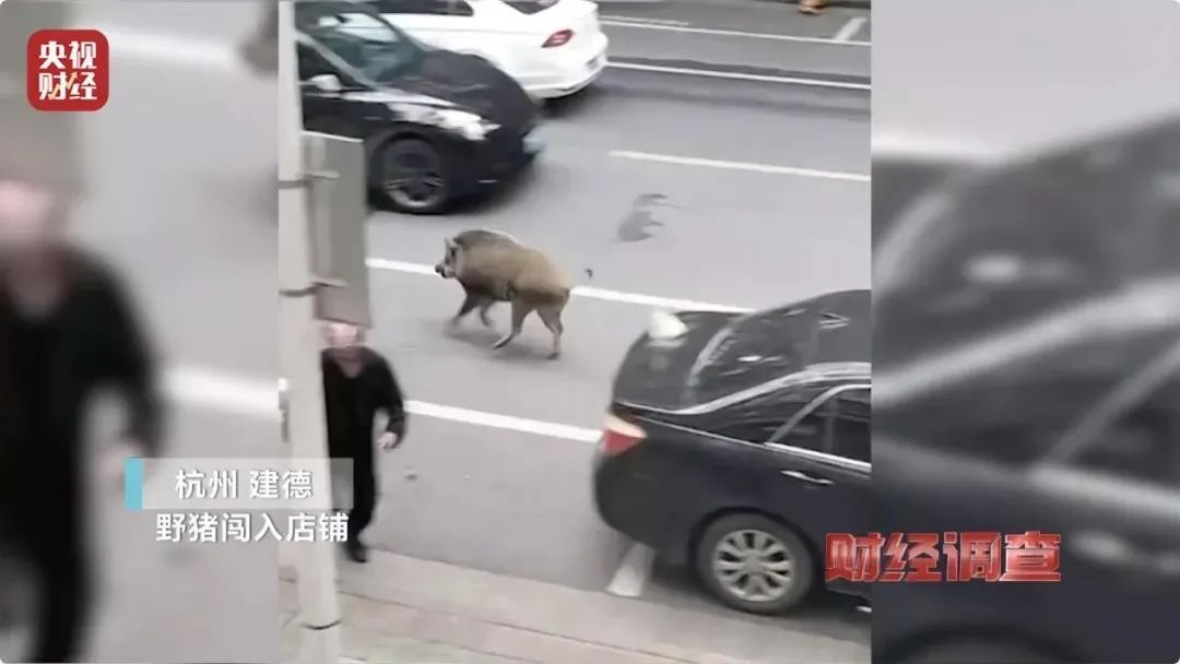 野猪突闯民宅咬死老人,三条狗也没挡住!“杀人野猪”还在搜捕中 野猪突闯民宅咬死老人,三条狗也没挡住!“杀人野猪”还在搜捕中